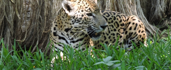 Jaguar cuyo nombre es Wishnu, en el pasto