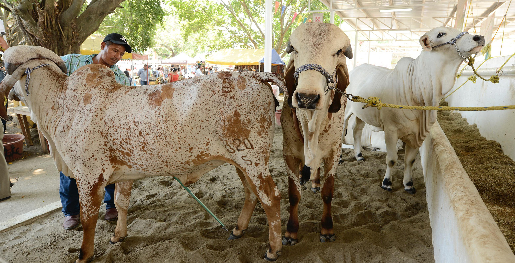 imagen del encabezado