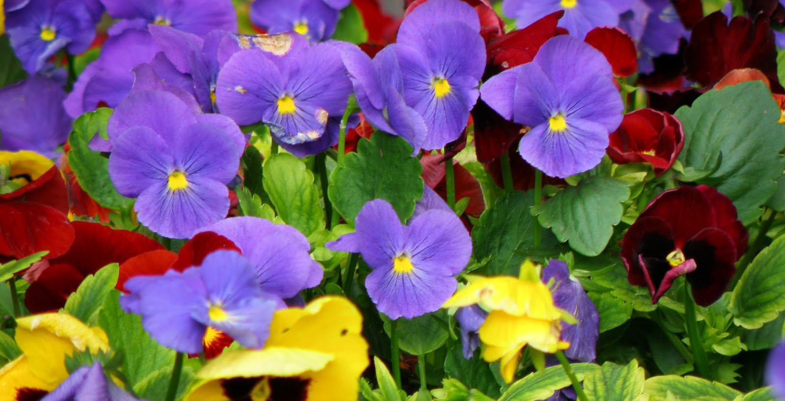 imagen del encabezado