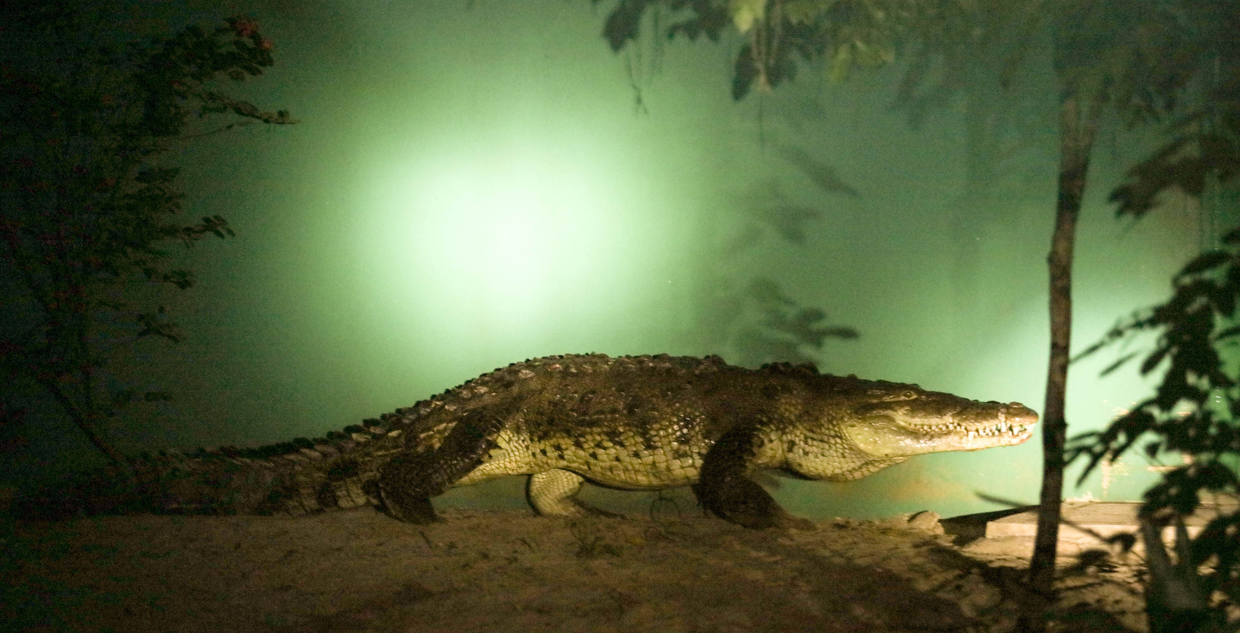 imagen del encabezado