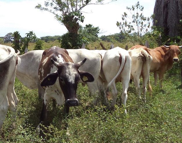 imagen del encabezado
