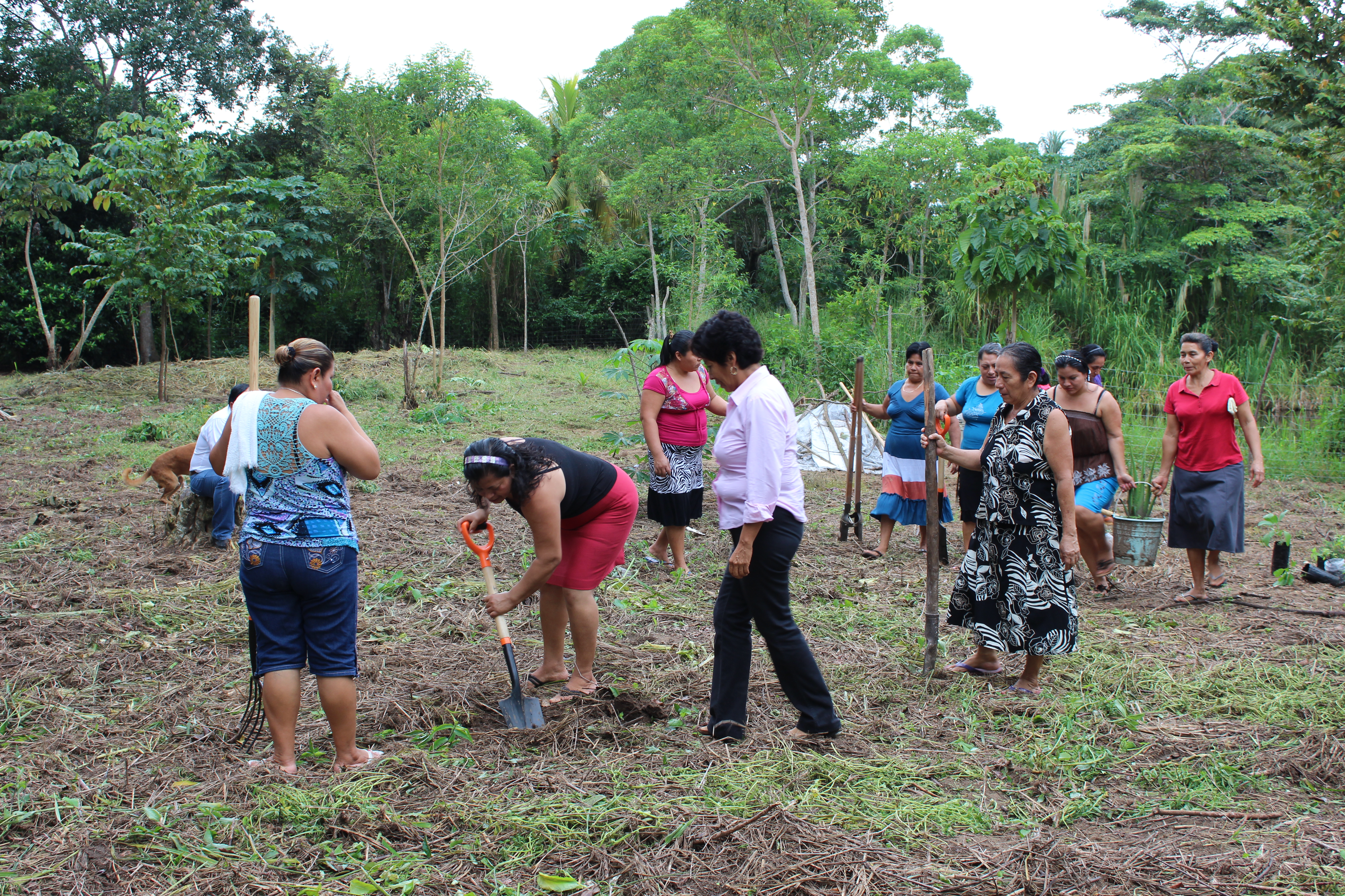 imagen del encabezado