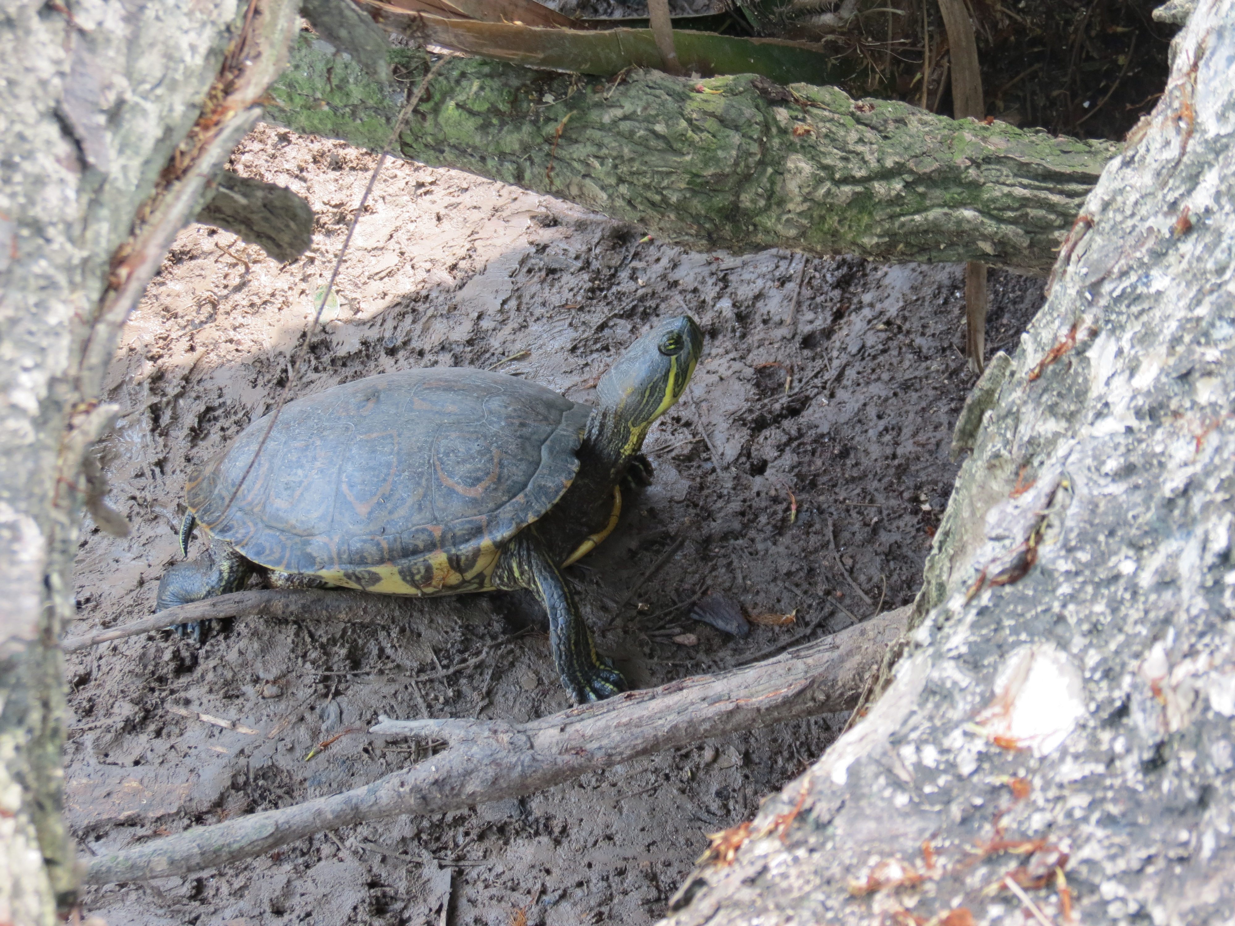imagen del encabezado