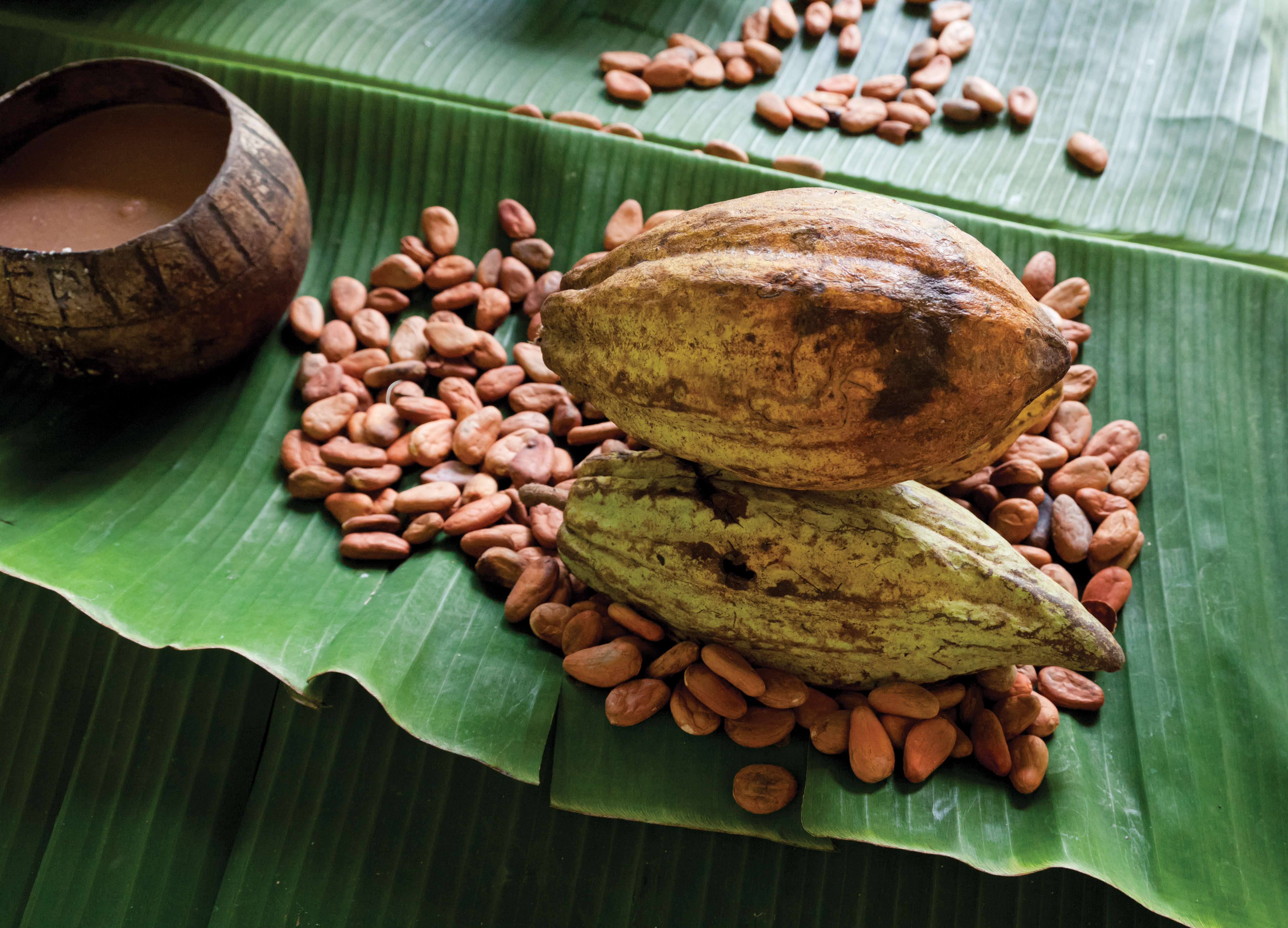 imagen del encabezado