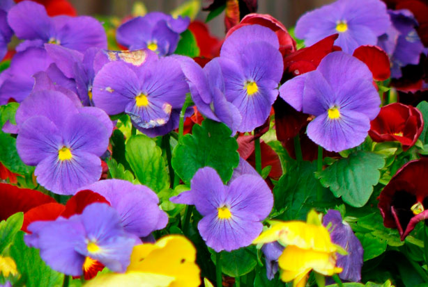 imagen del encabezado