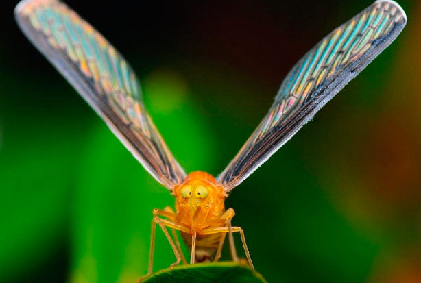 imagen del encabezado