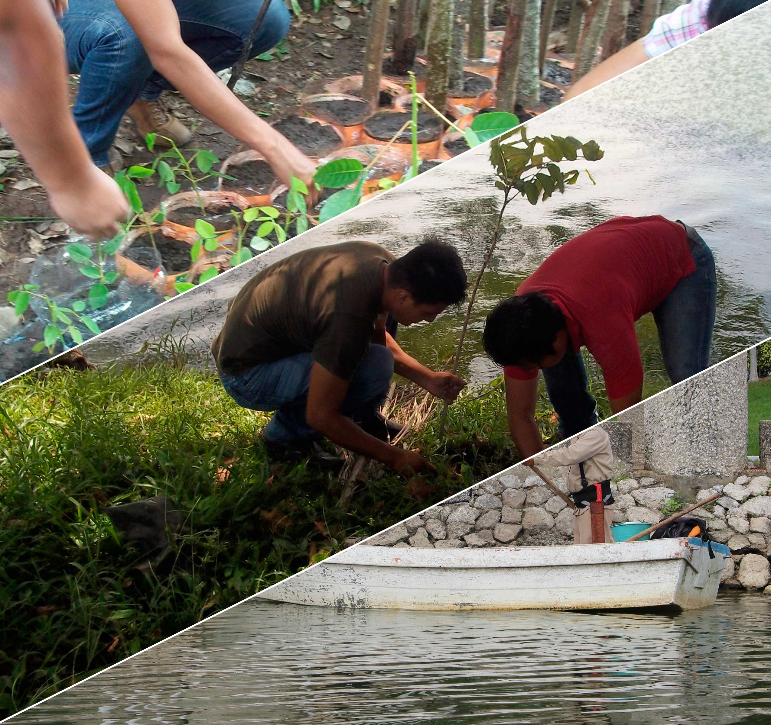 imagen del encabezado