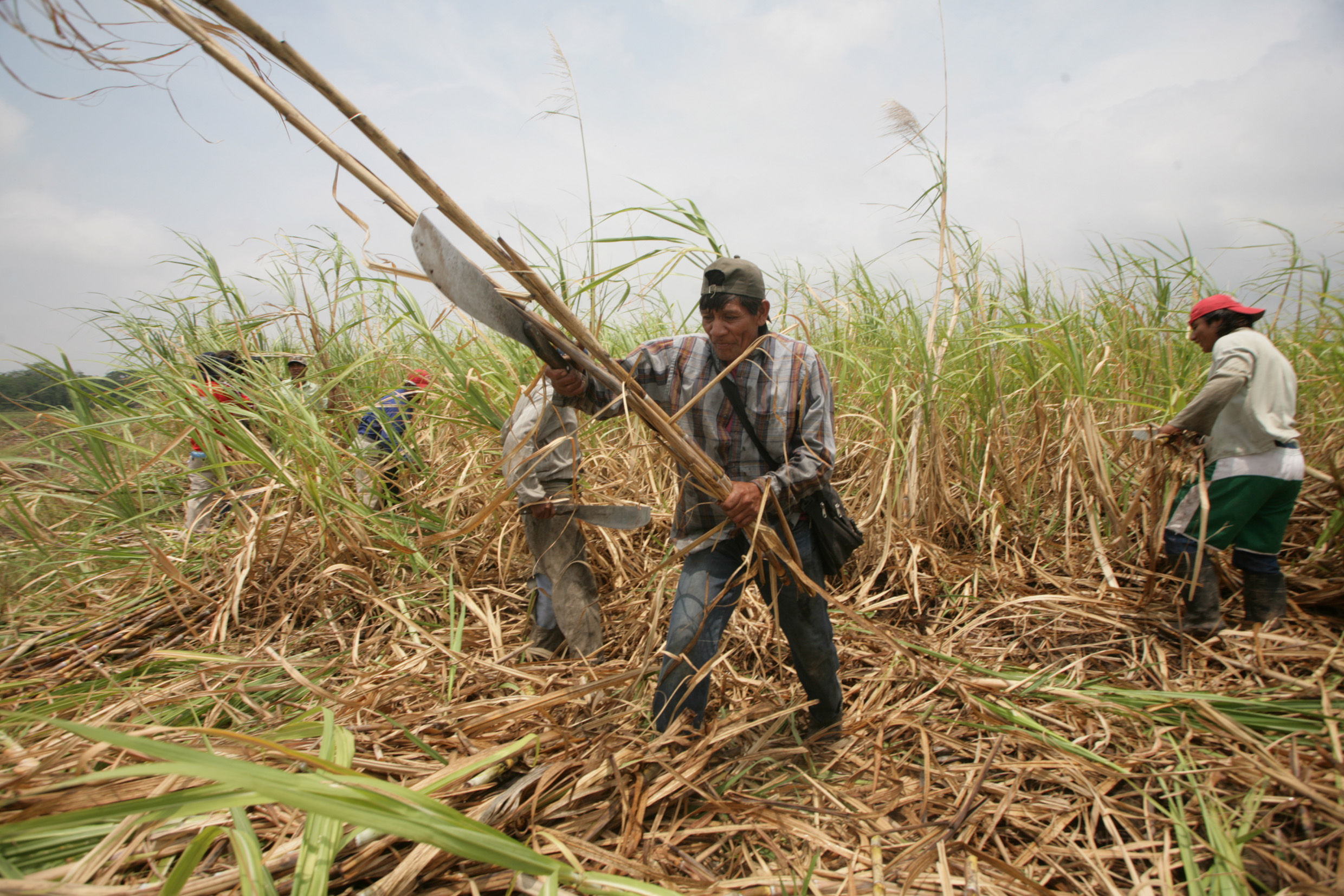imagen del encabezado