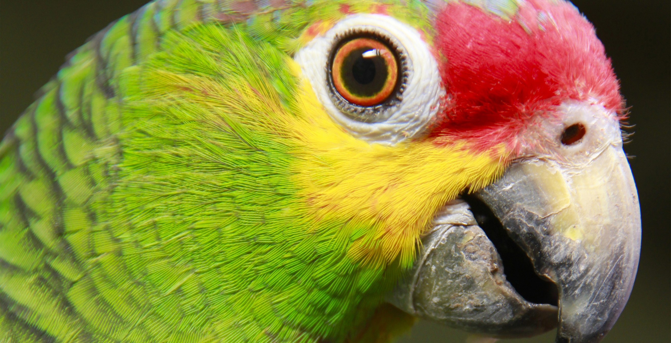 imagen del encabezado