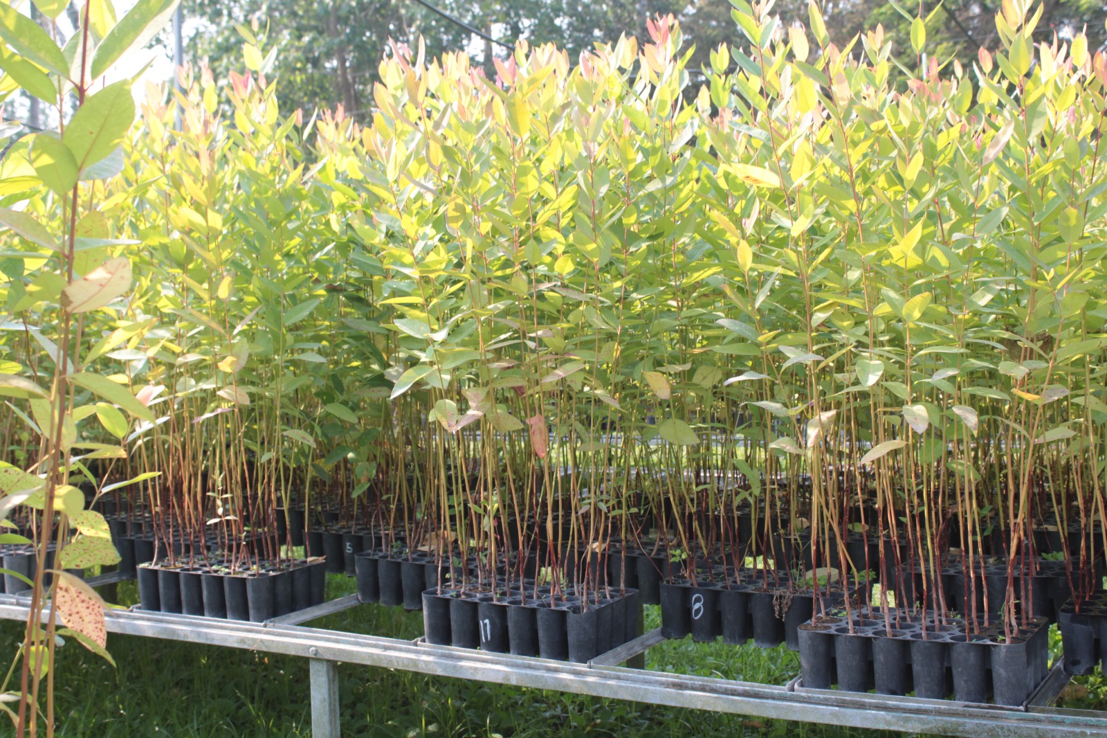 Producción de Planta