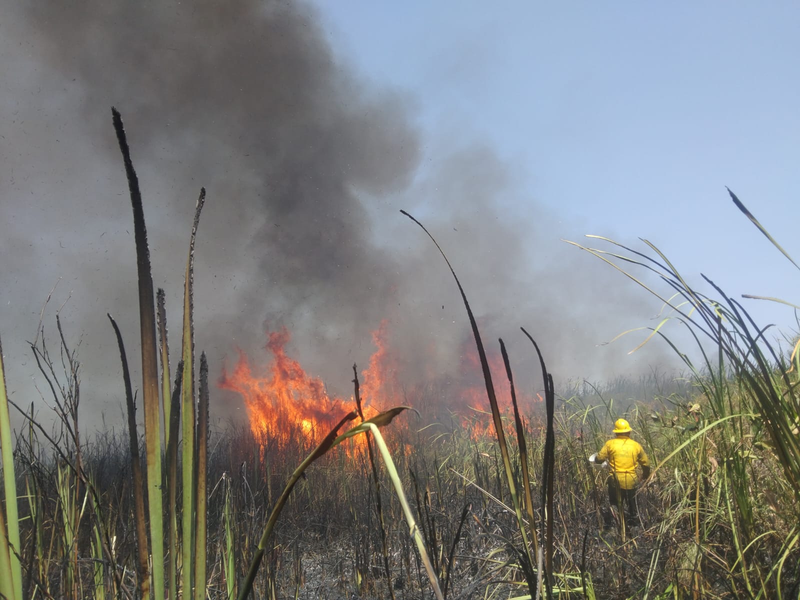 protección forestal