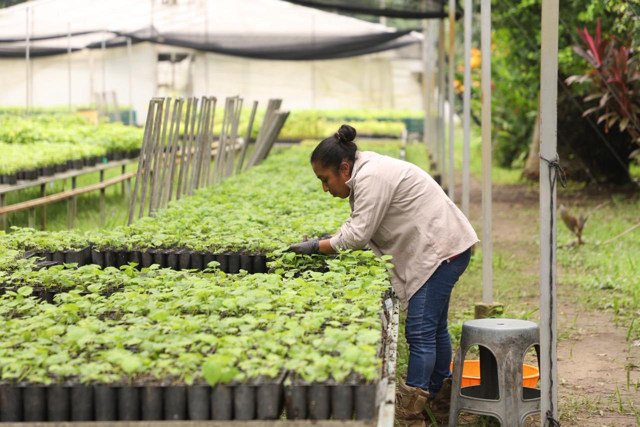 Producción de Planta