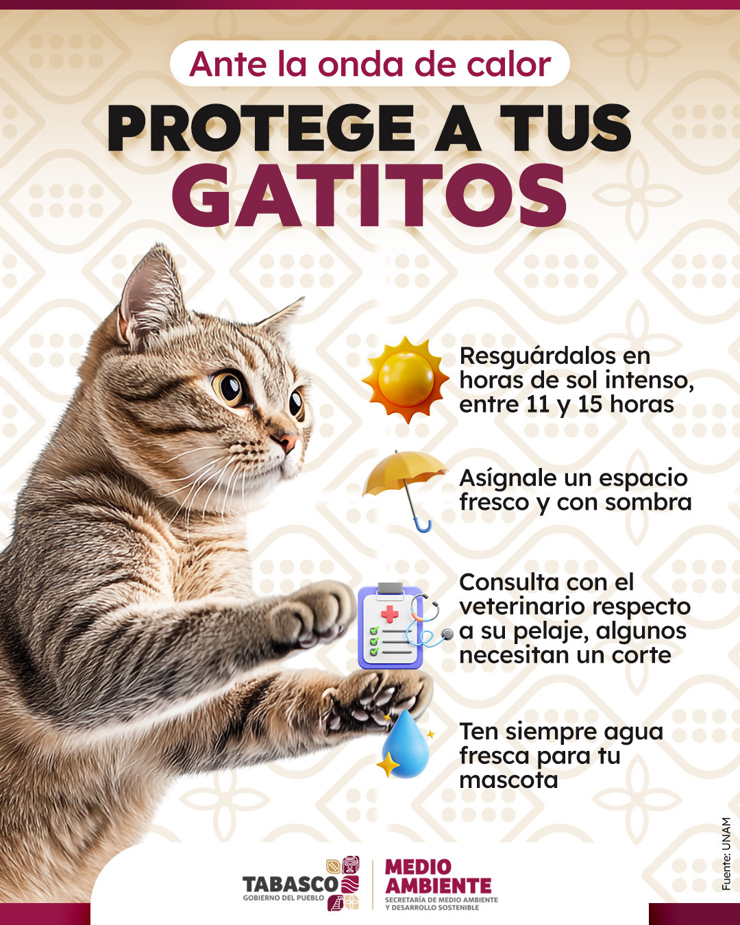 PROTEGE A TUS GATITOS 