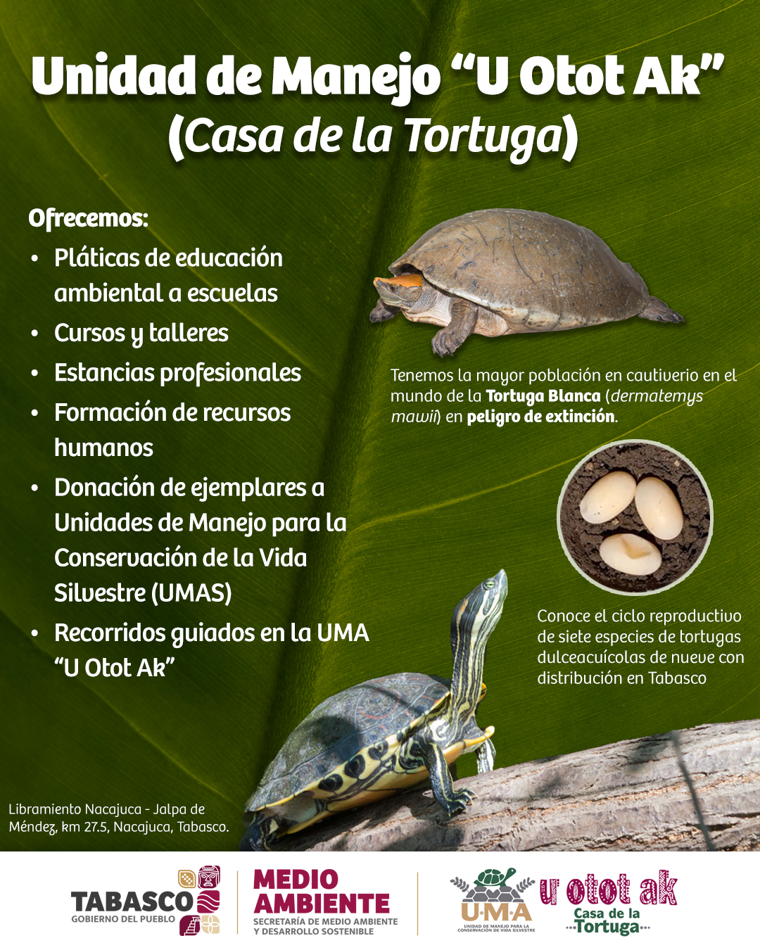 CASA DE TORTUGAS