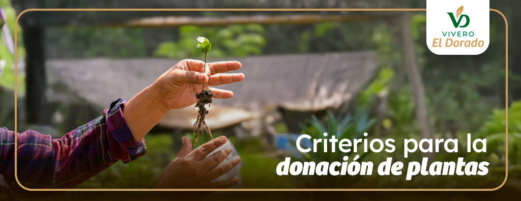 criterios donacion de plantas