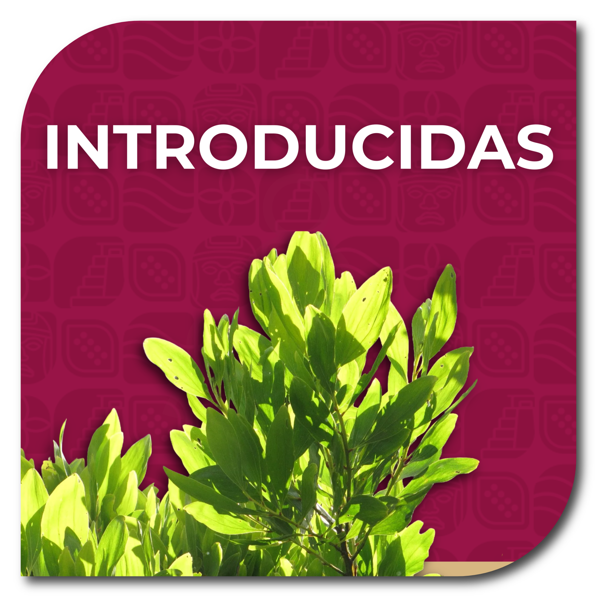 ESPECIES INTRODUCIDAS