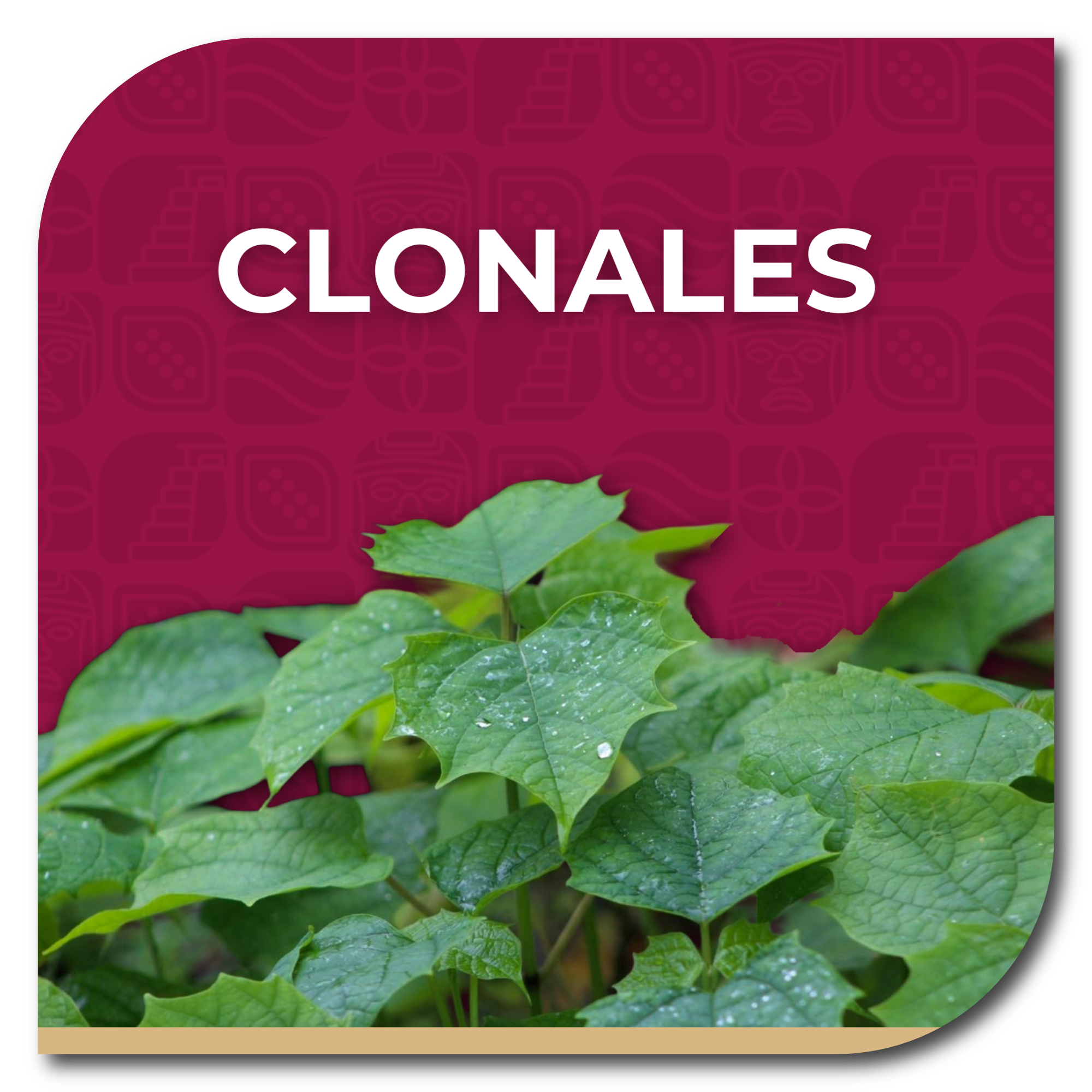 ESPECIES CLONALES