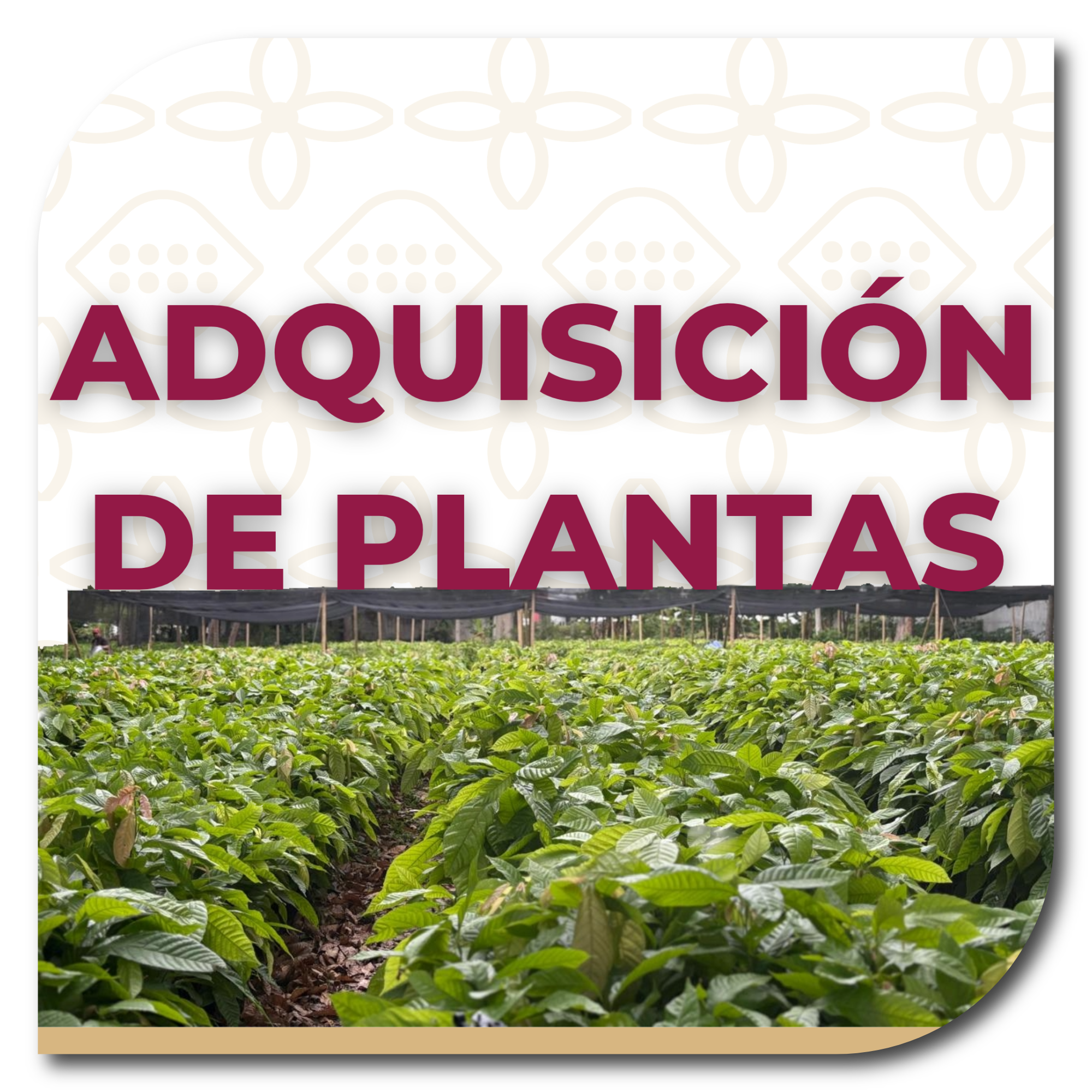 ADQUISICION DE PLANTAS