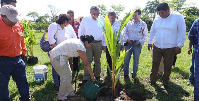 FOTO AALH-PALMA DE COCO (3).jpeg