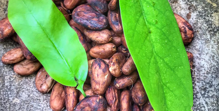 FOTO PRODUCTORES DE CACAO (2).jpeg