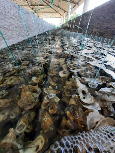 FOTO SEDEC PROYECTO OSTRÍCOLAS (10).jpeg