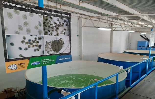 FOTO SEDEC PROYECTO OSTRÍCOLAS (4).jpeg