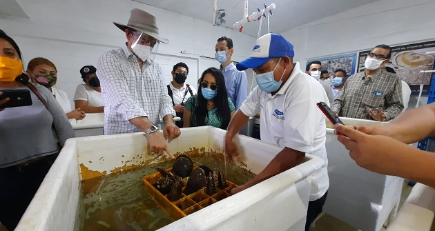 FOTO SEDEC PROYECTO OSTRÍCOLAS (6).jpeg