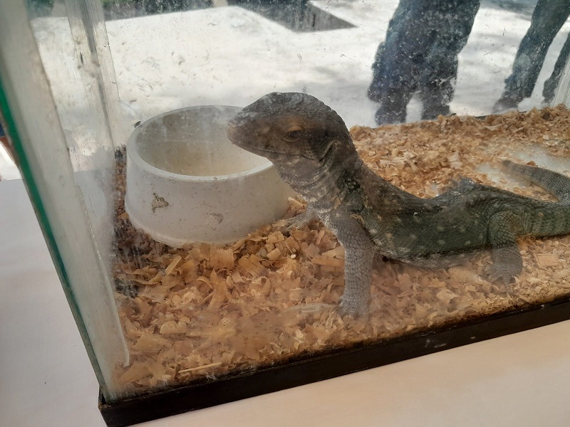 PRIMER FESTIVAL DE LAS SERPIENTES 16072022 (22).jpg