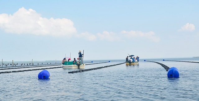 PRODCUCCIÓN DE OSTIONES PARAÍSO  (10).jpg